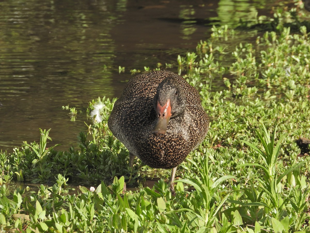 Freckled Duck - ML644721072