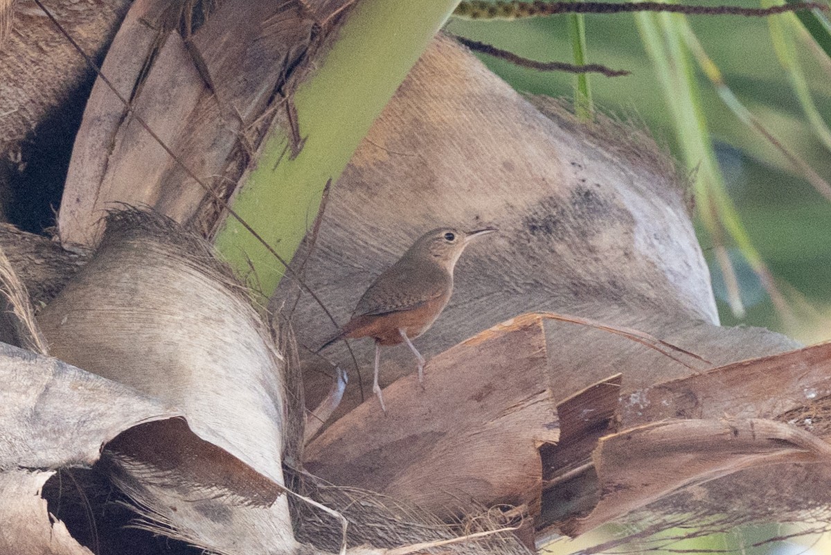 Southern House Wren - ML644721073