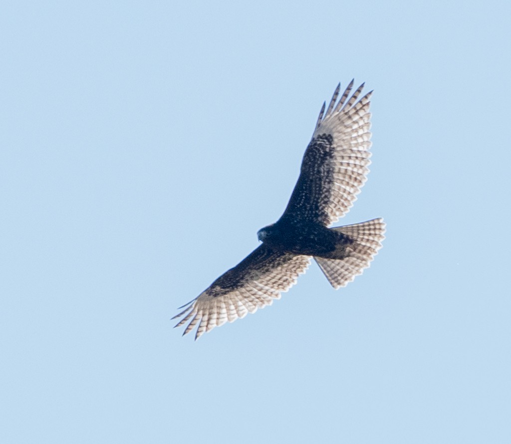 Red-tailed Hawk - ML644721075
