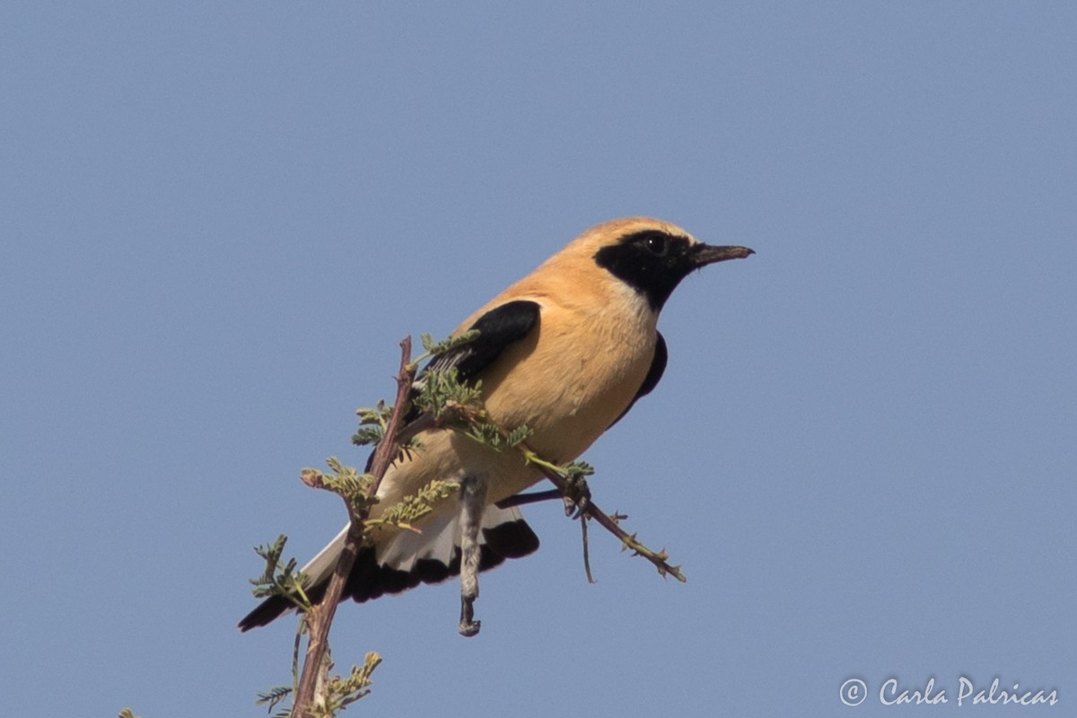 Western Black-eared Wheatear - ML644721077
