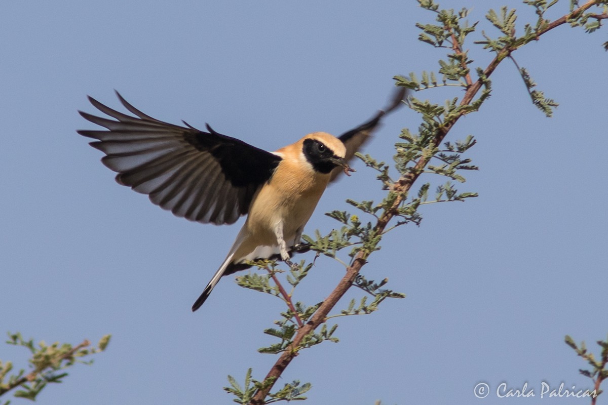 Western Black-eared Wheatear - ML644721078