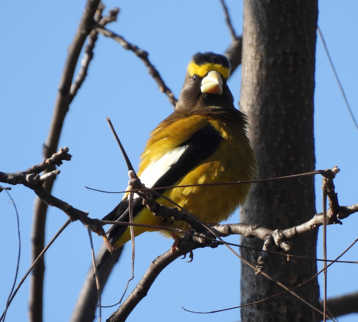 Evening Grosbeak - ML644721079