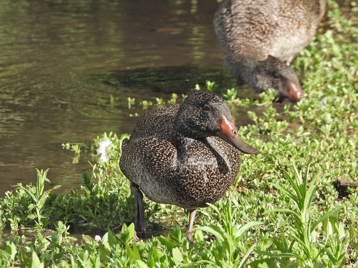 Freckled Duck - ML644721080