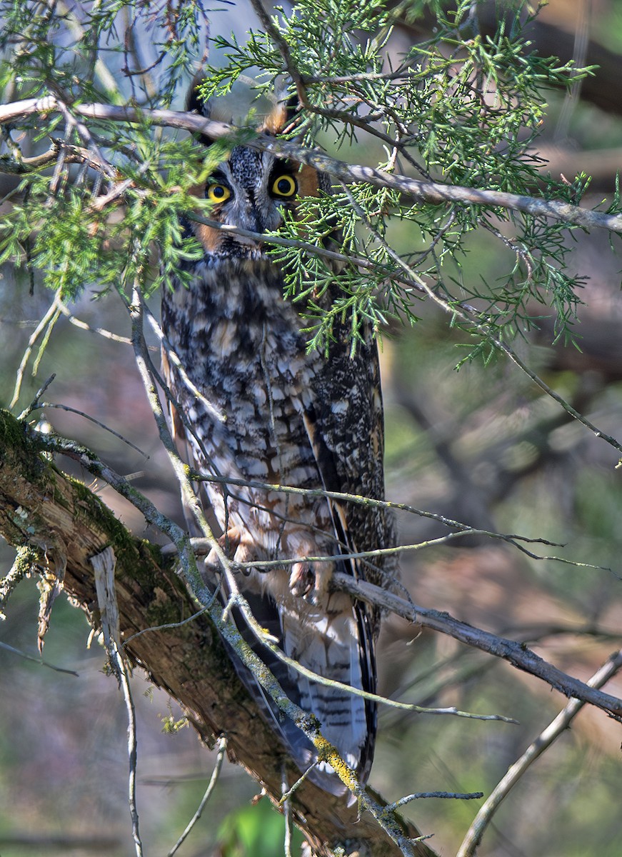 hornugle - ML644721082