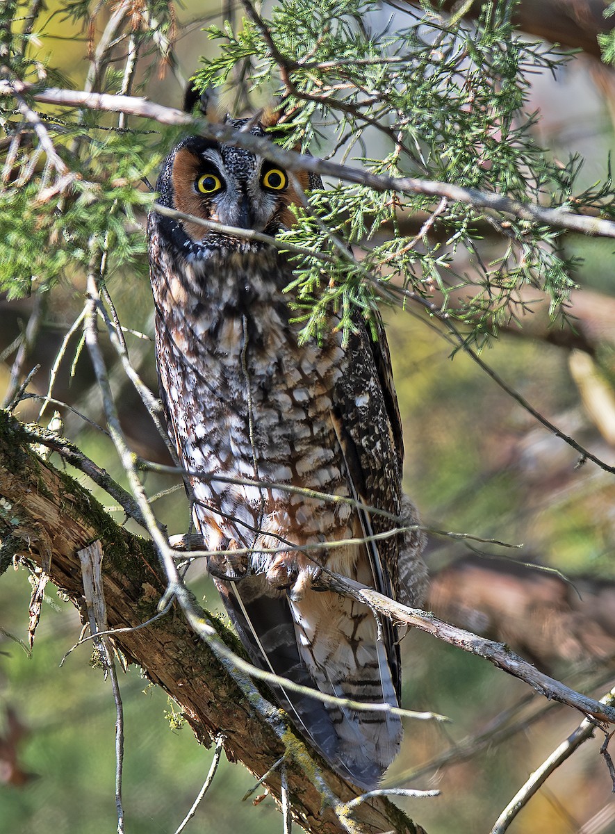 hornugle - ML644721083