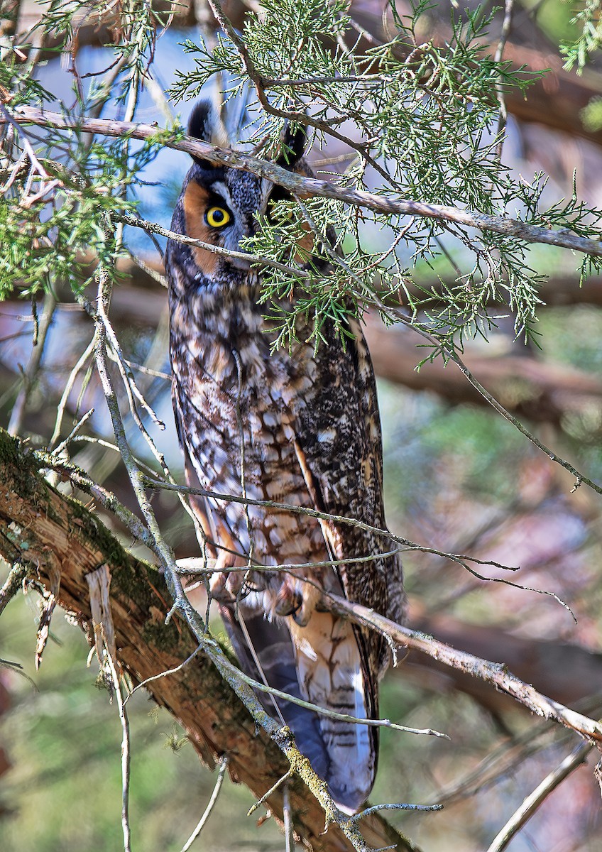 hornugle - ML644721084