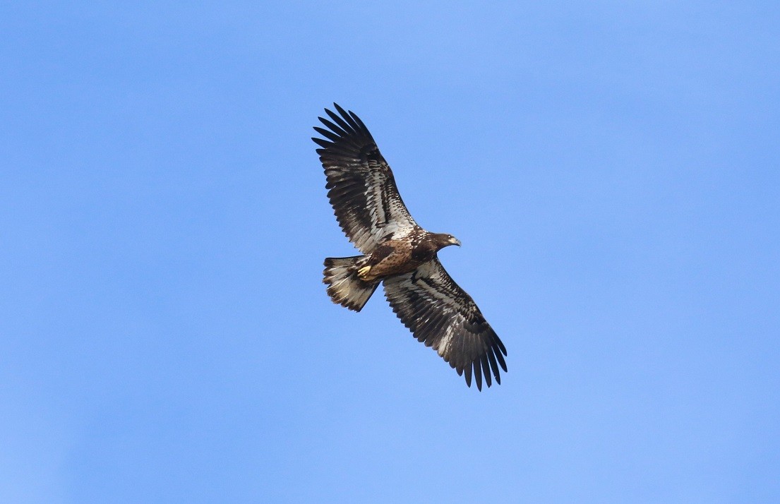 Bald Eagle - ML644721085