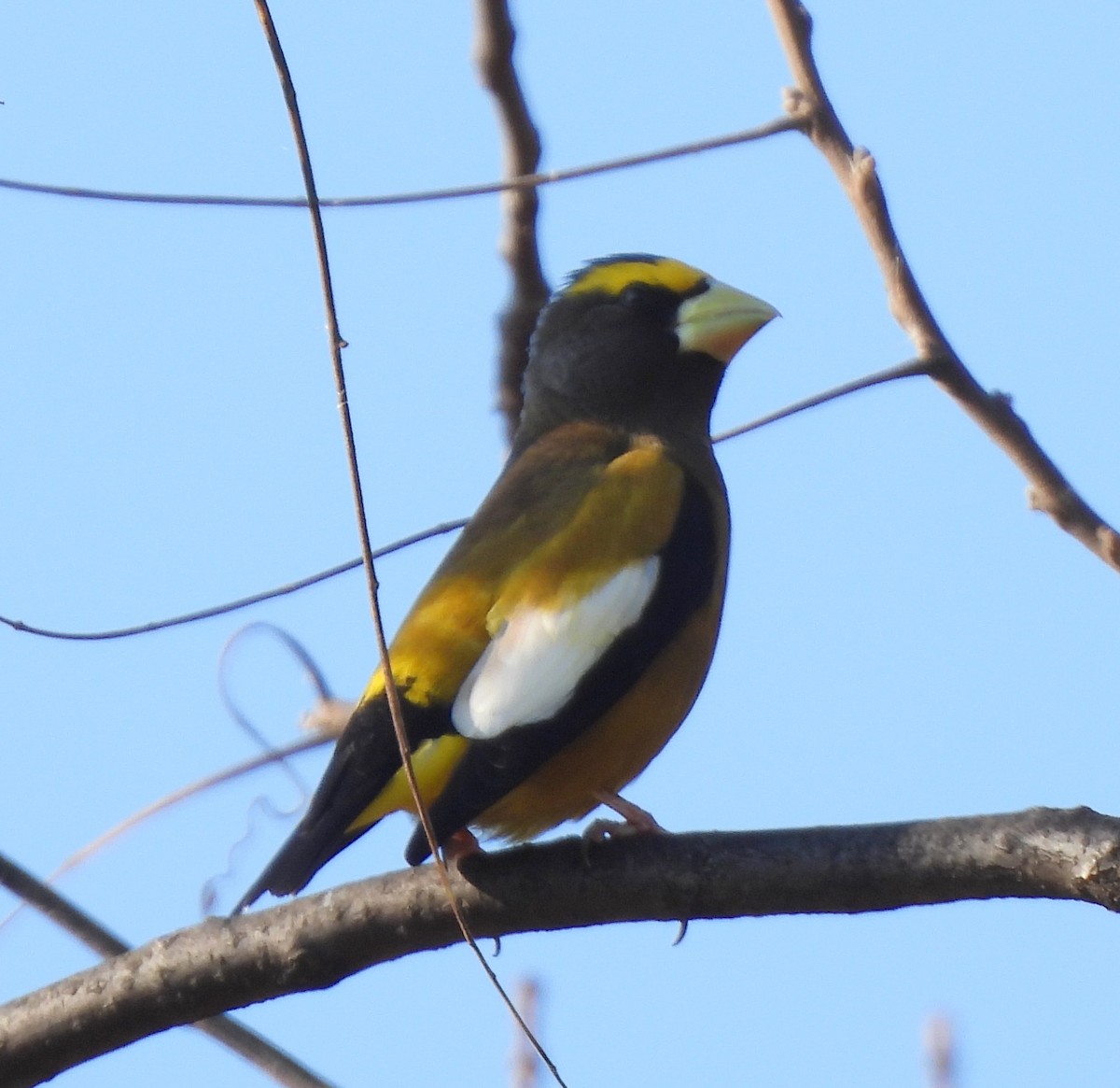 Evening Grosbeak - ML644721090