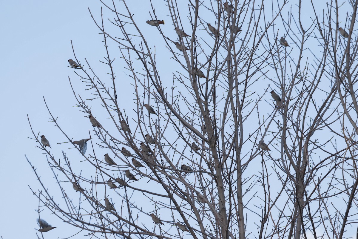 Bohemian Waxwing - ML644721091
