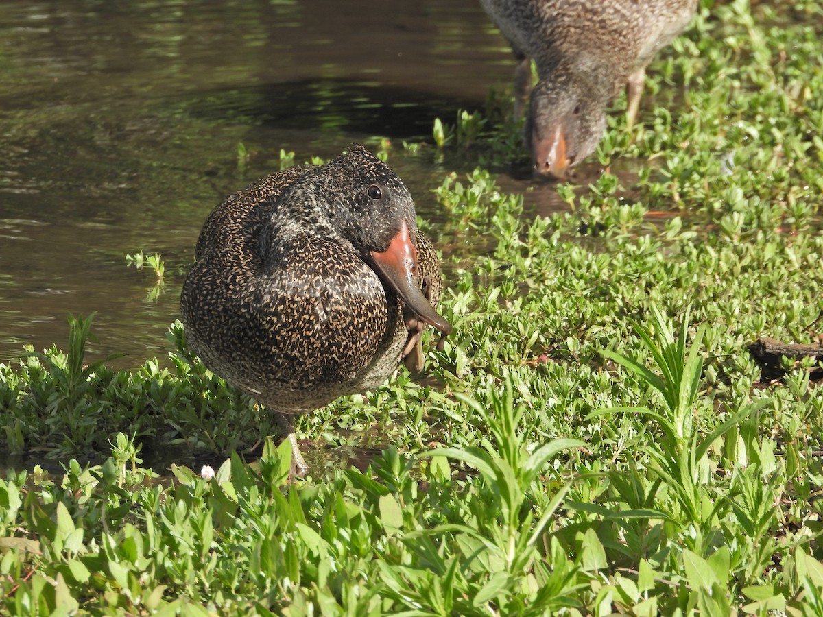 Freckled Duck - ML644721092