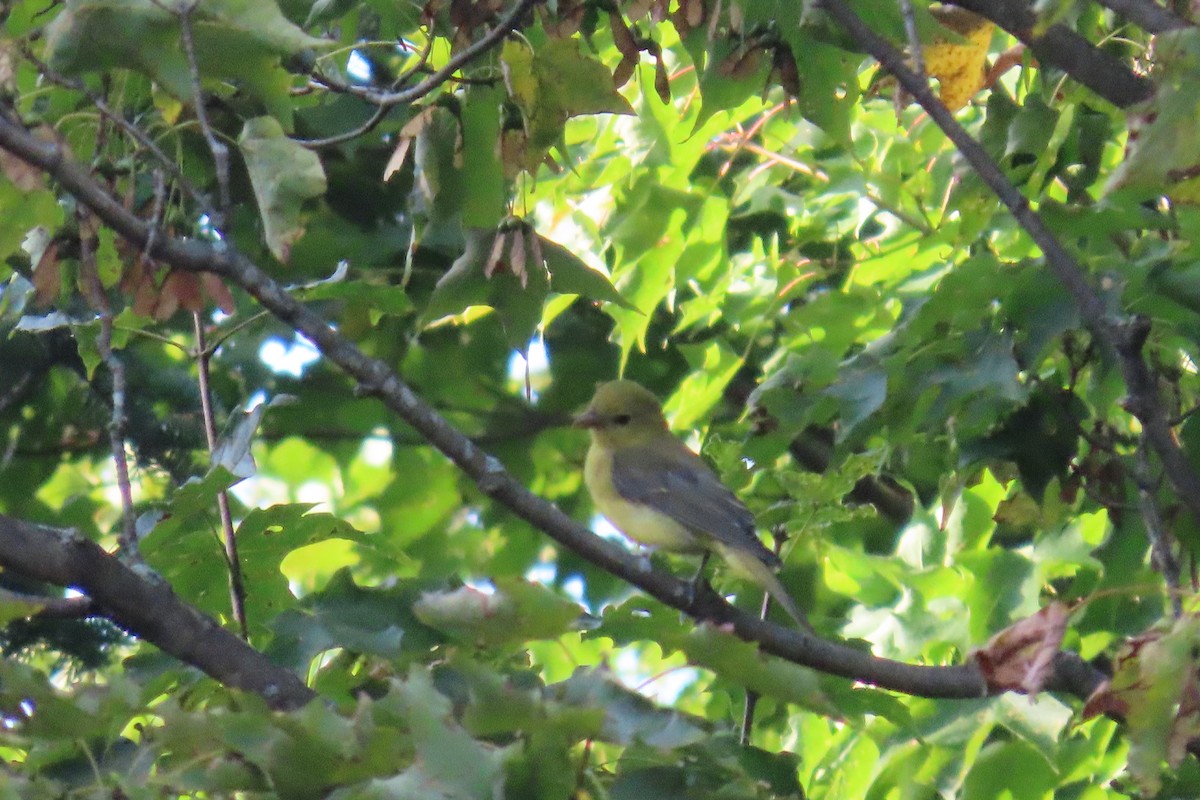 Scarlet Tanager - ML644721093