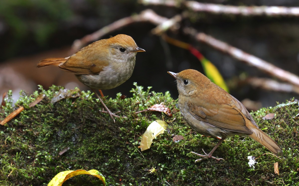 Ruddy-capped Nightingale-Thrush - ML644721094