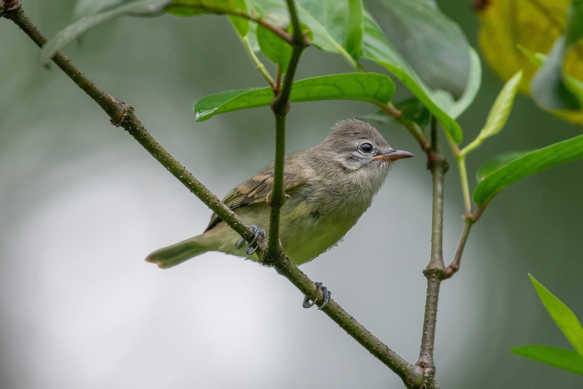 Southern Beardless-Tyrannulet - ML644721095