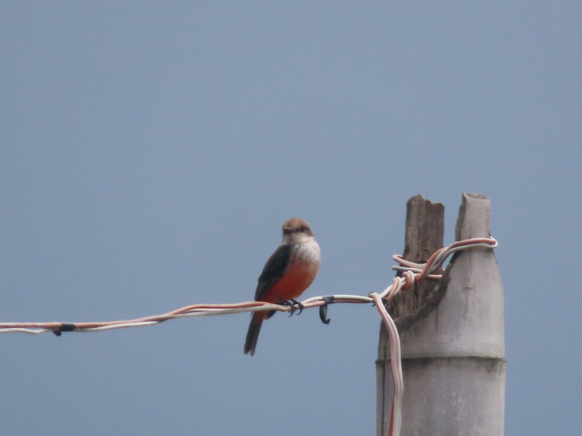 Vermilion Flycatcher - ML644721098