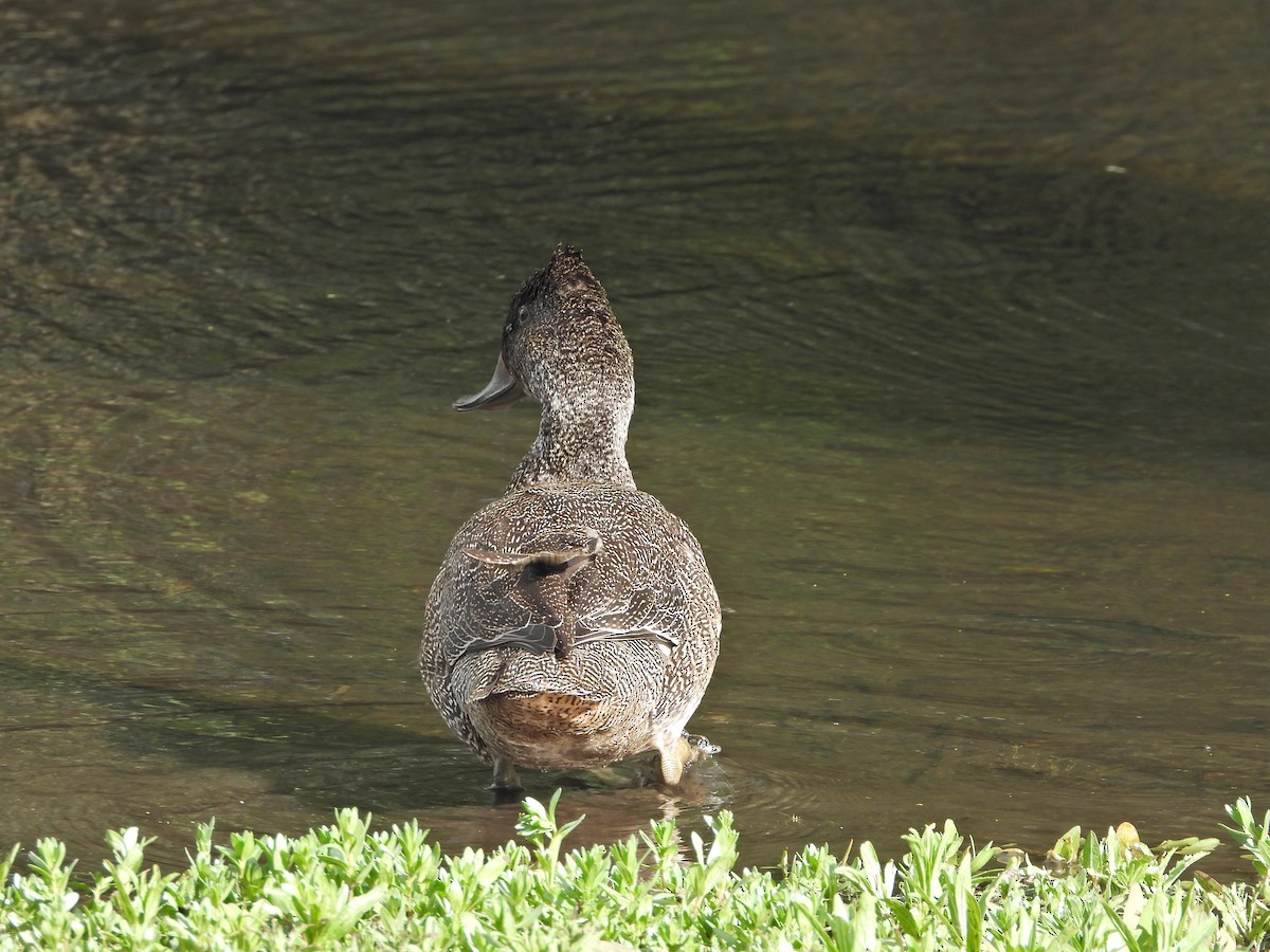 Freckled Duck - ML644721100