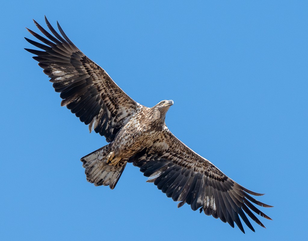Bald Eagle - ML644721101