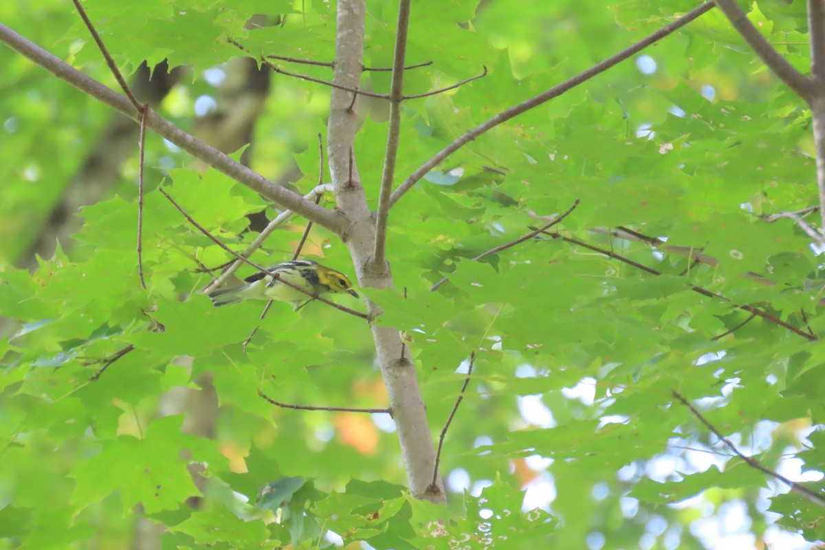 Black-throated Green Warbler - ML644721103