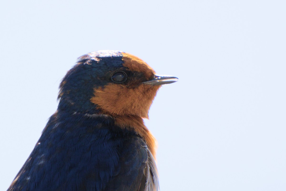 Welcome Swallow - ML644721104