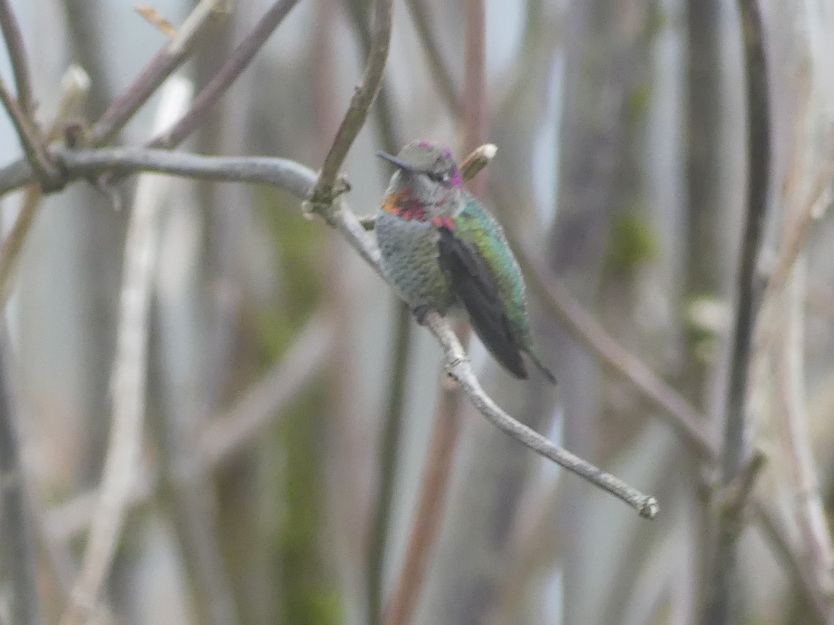 Anna's Hummingbird - ML644721105