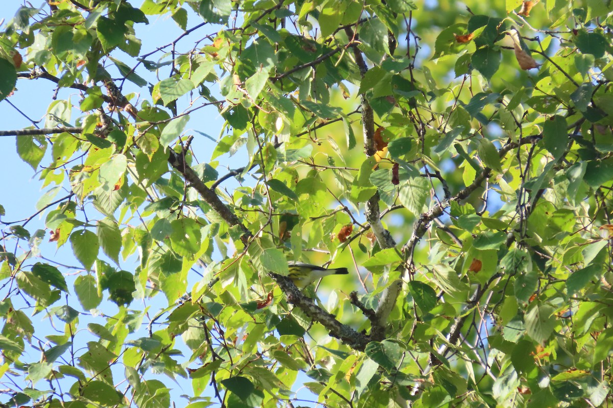 Magnolia Warbler - ML644721106