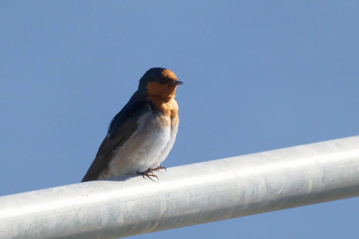 Welcome Swallow - ML644721110