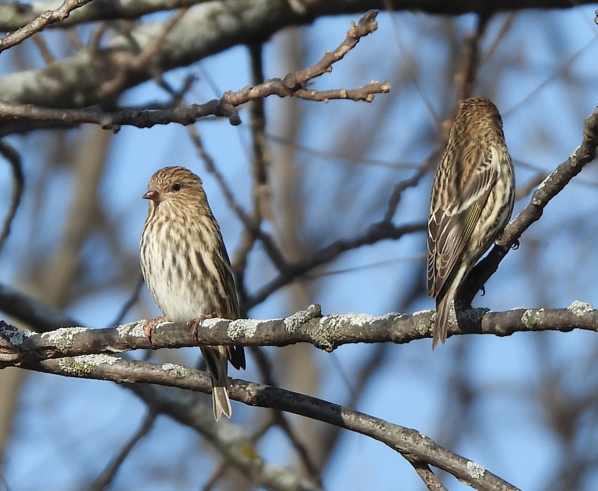 Pine Siskin - ML644721111