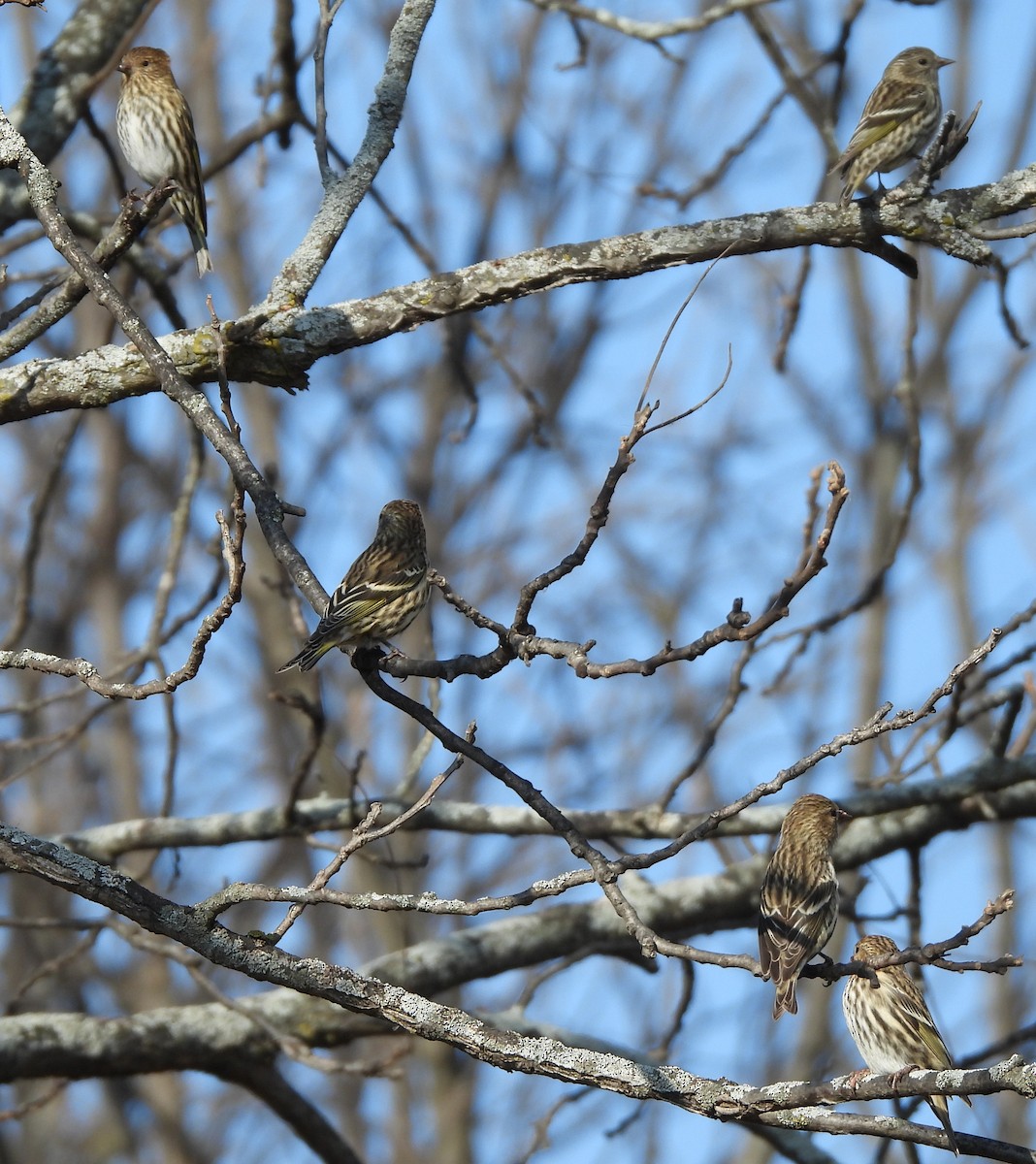 Pine Siskin - ML644721116