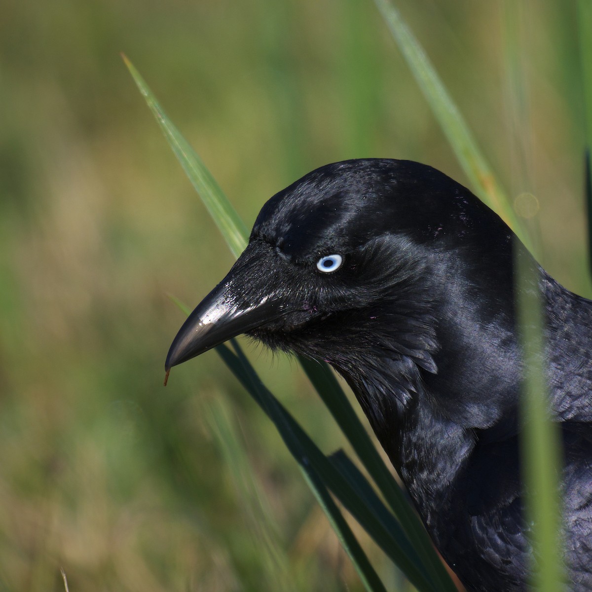 Южноавстралийский ворон - ML644721126