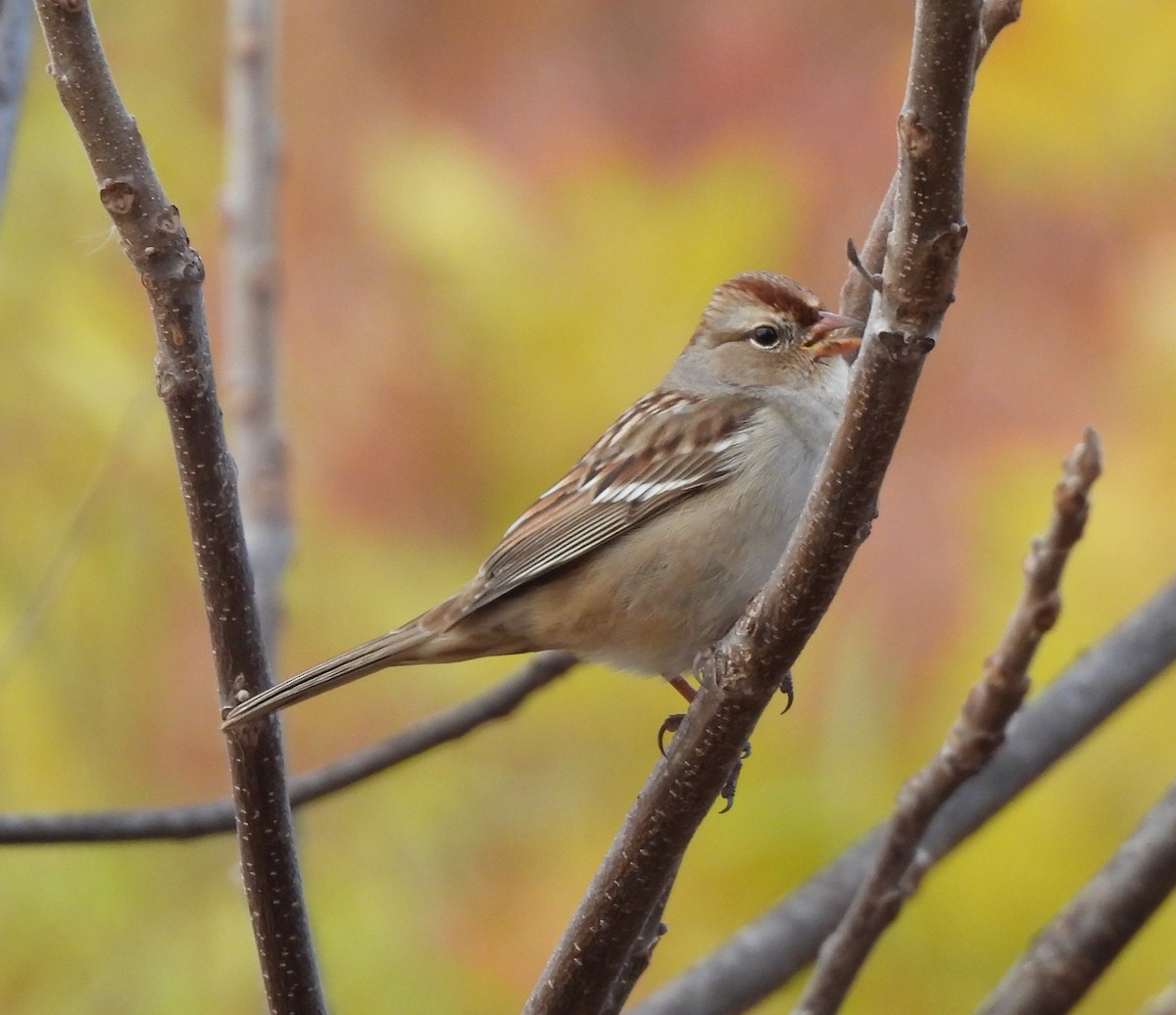 White-crowned Sparrow - ML644721139