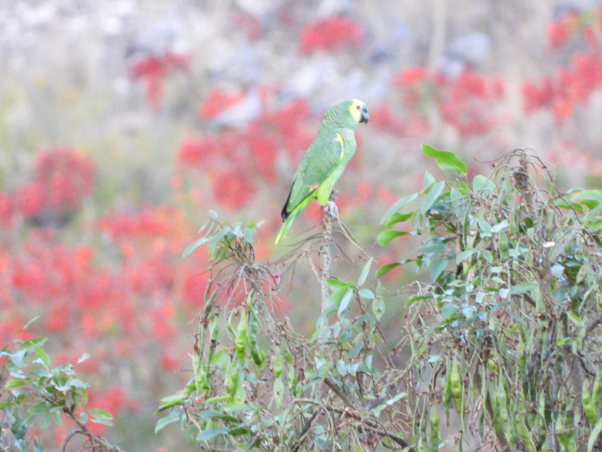 Amazona Frentiazul - ML644721140