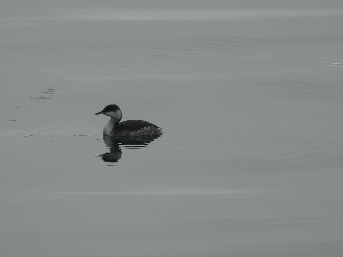 ミミカイツブリ - ML644721147