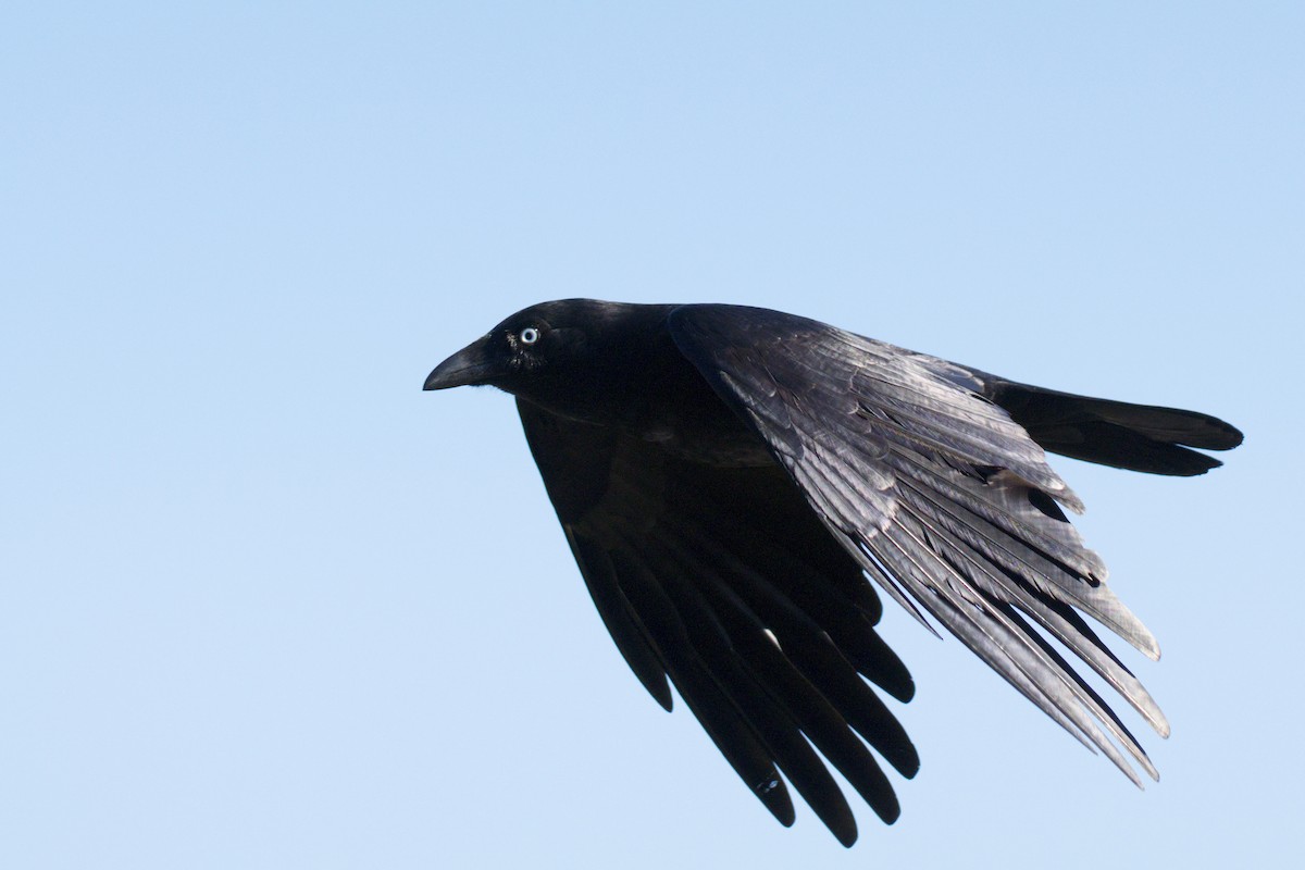 Южноавстралийский ворон - ML644721154