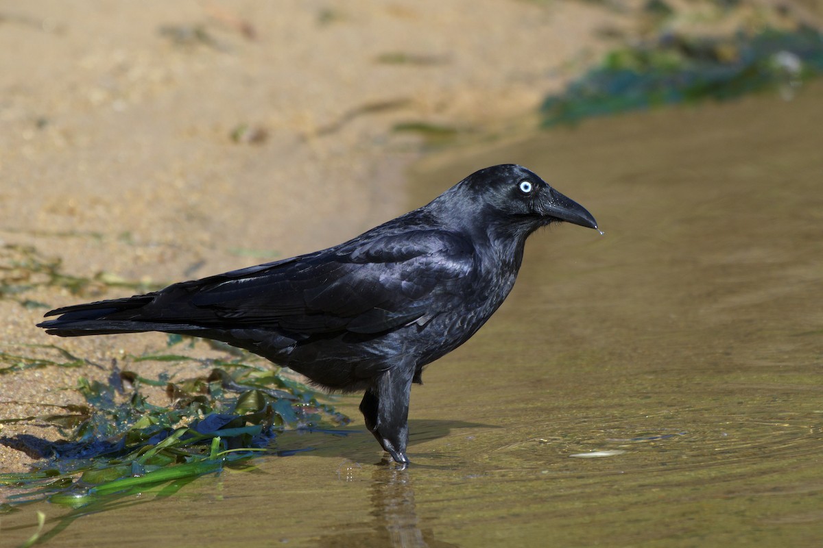 flokkravn - ML644721155