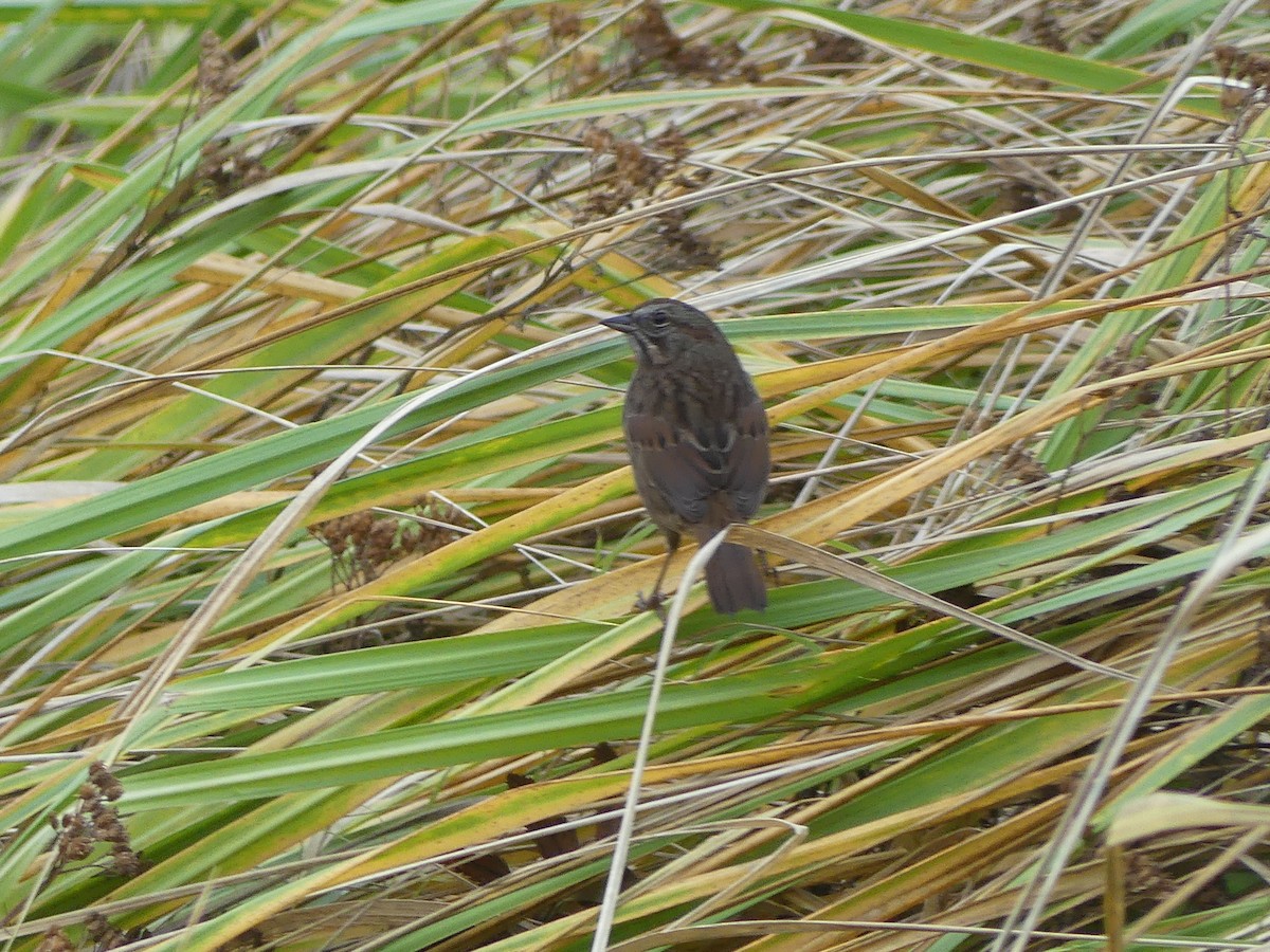 sangspurv - ML644721158