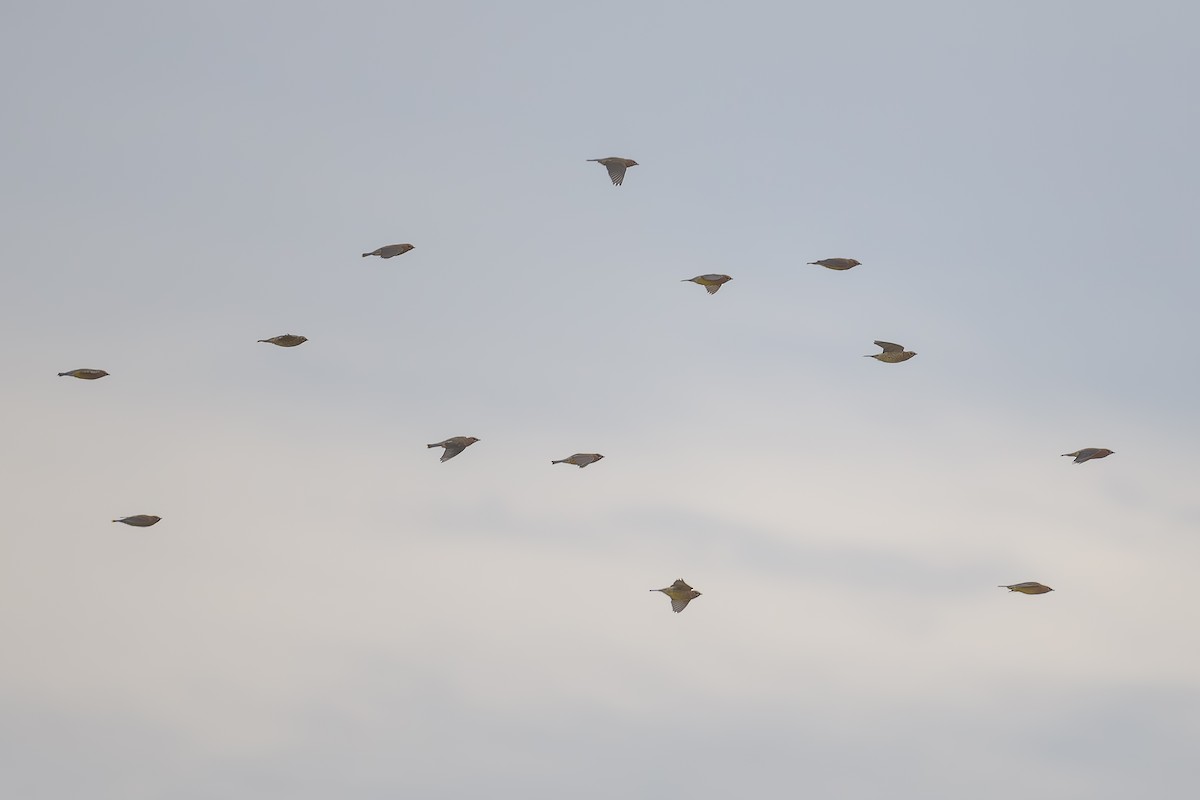 einersidensvans - ML644721161