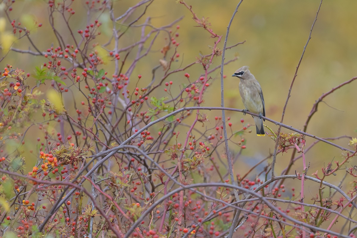 einersidensvans - ML644721162