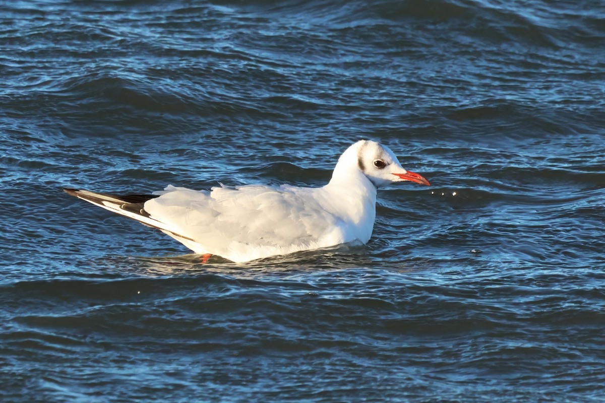 hettemåke - ML644721166