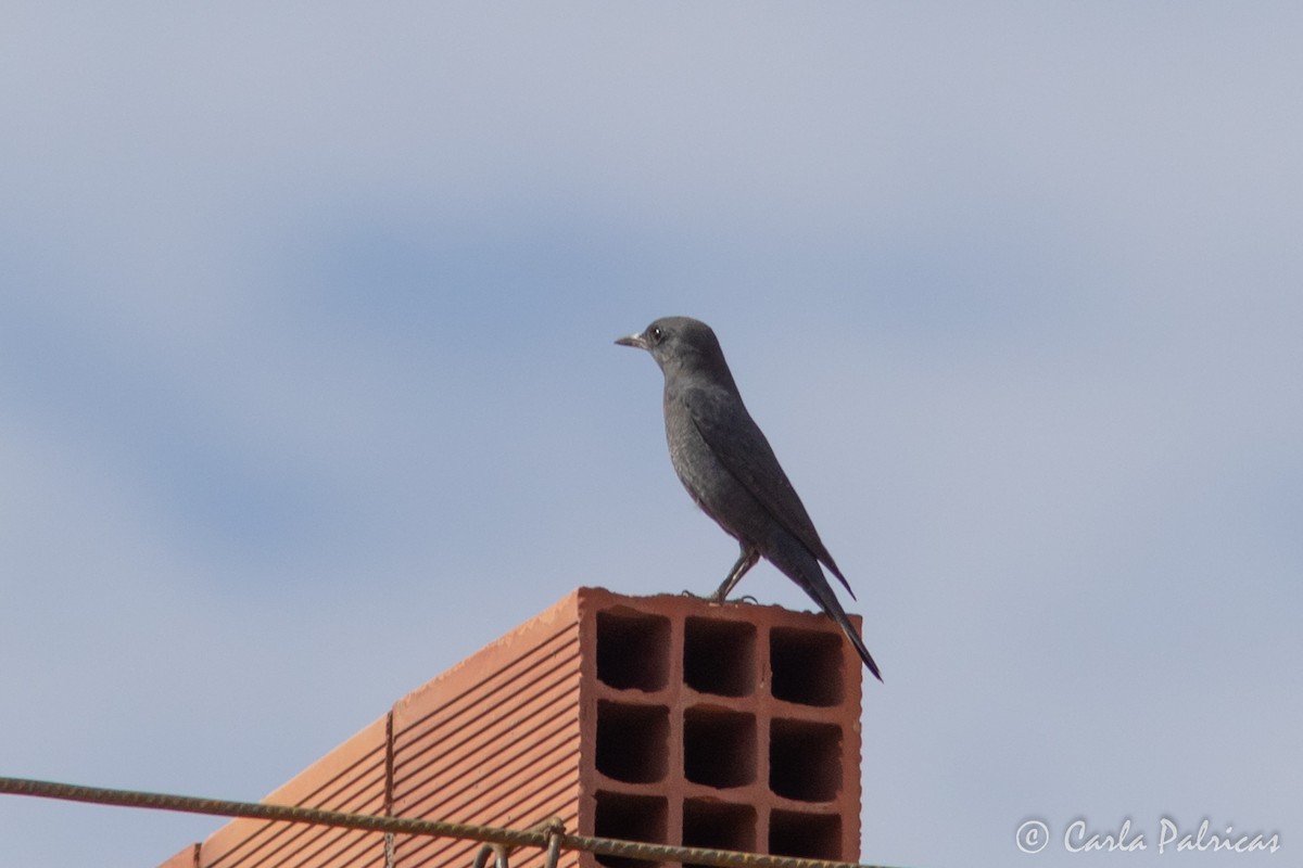 blåtrost - ML644721168