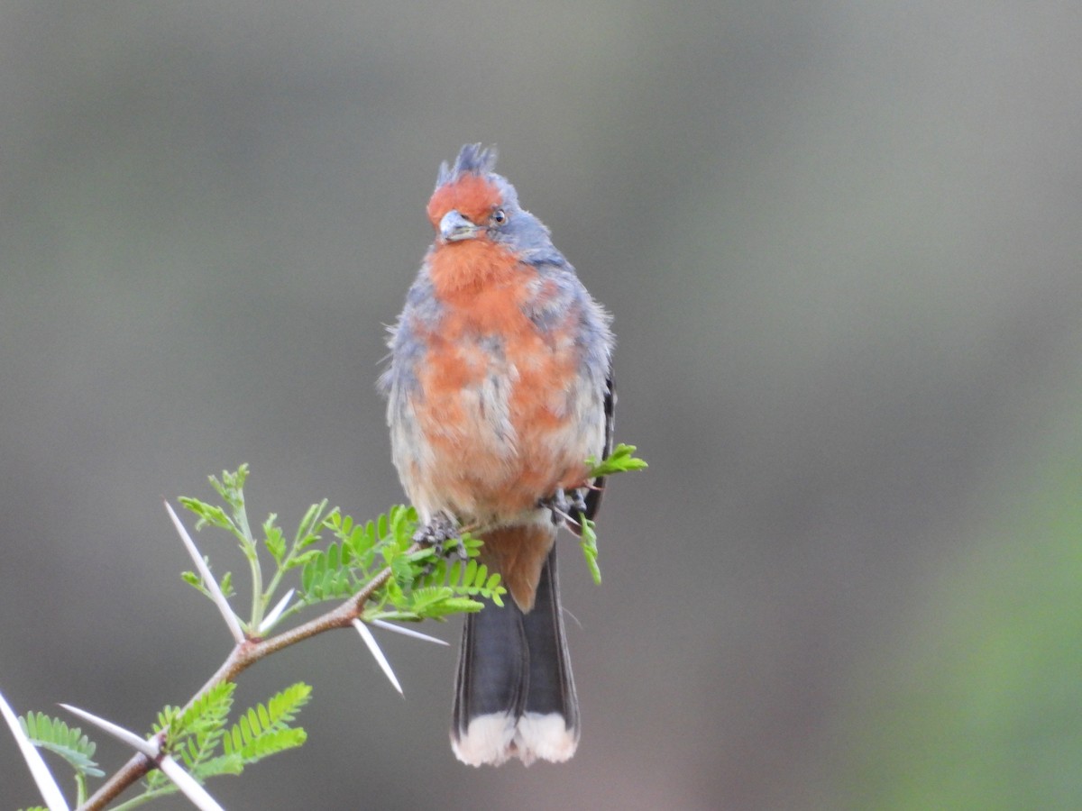 argentinaplanteklipper - ML644721169