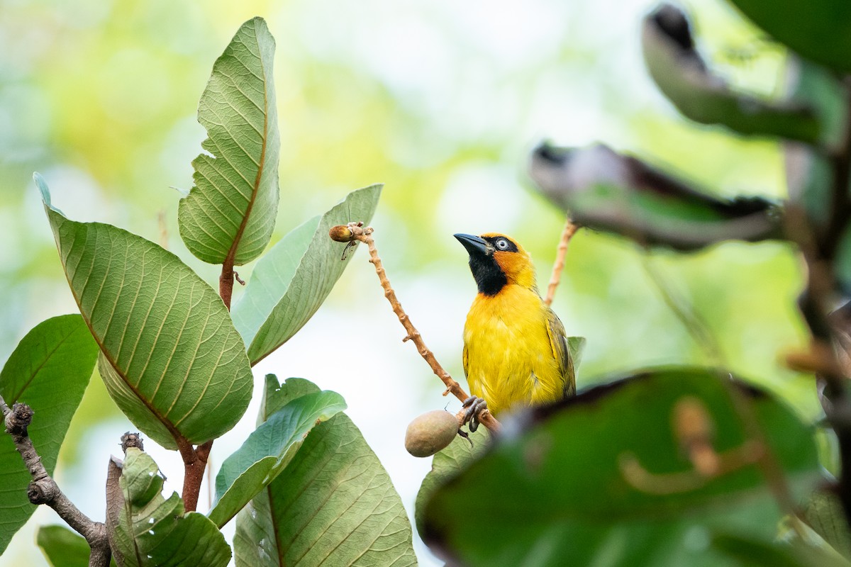 appelsinhodevever - ML644721170