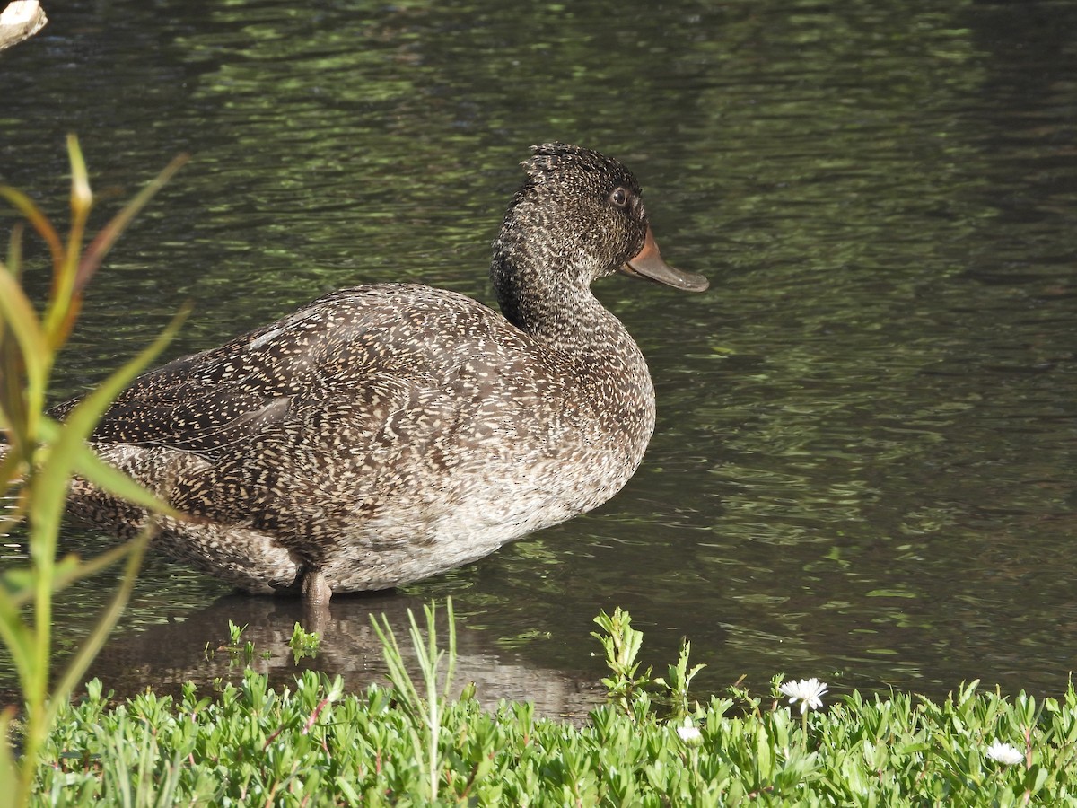 fregneand - ML644721171