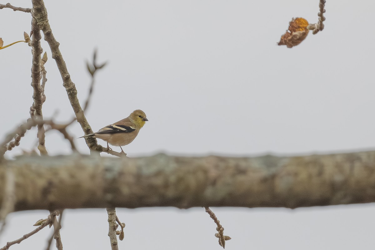 gulstillits - ML644721173