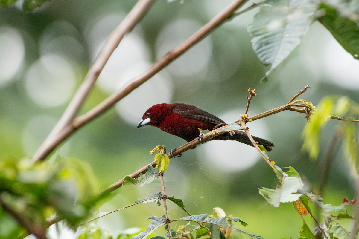 sølvnebbtanagar - ML644721174