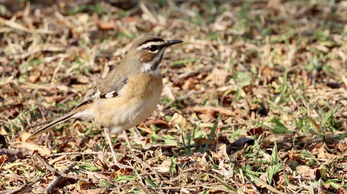 kanelkrattskvett - ML644721175