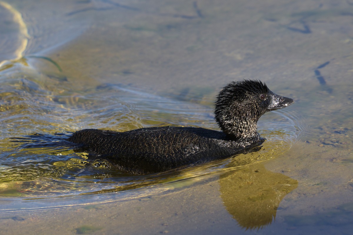 pungand - ML644721176