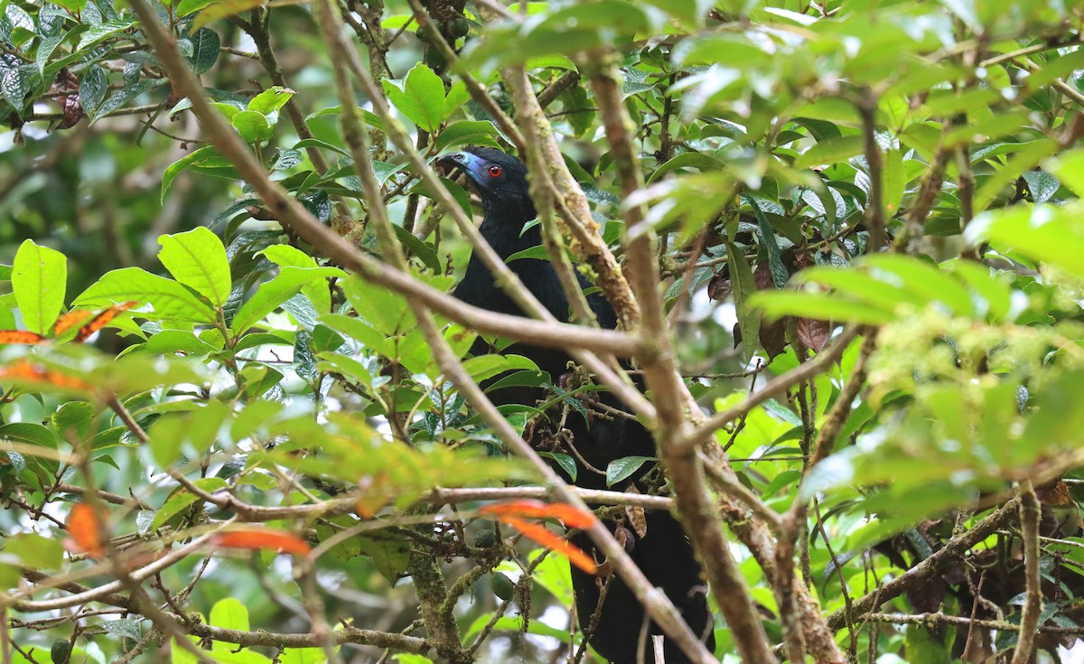 svarthokko - ML644721178