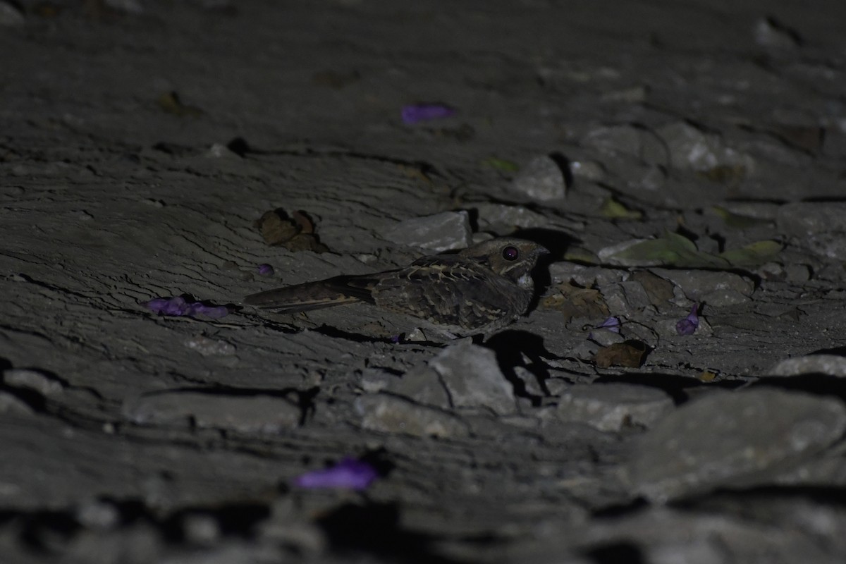 pauraquenattravn - ML644721179