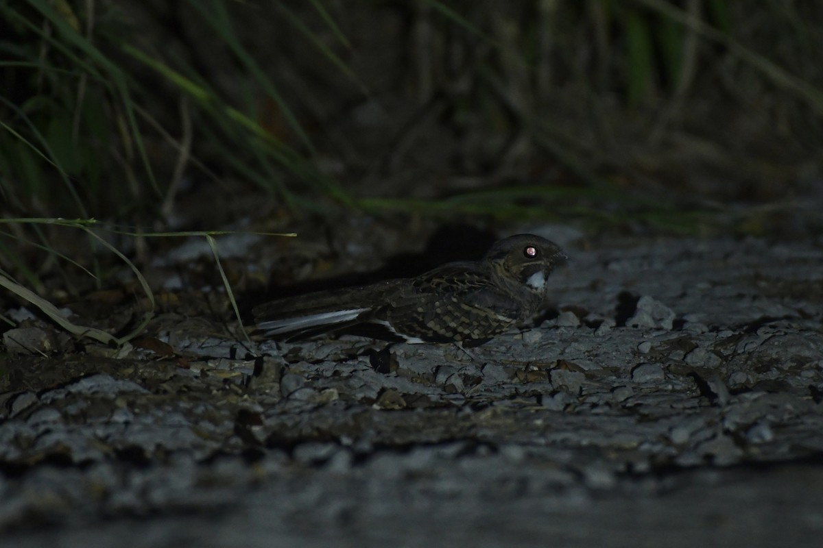 pauraquenattravn - ML644721180