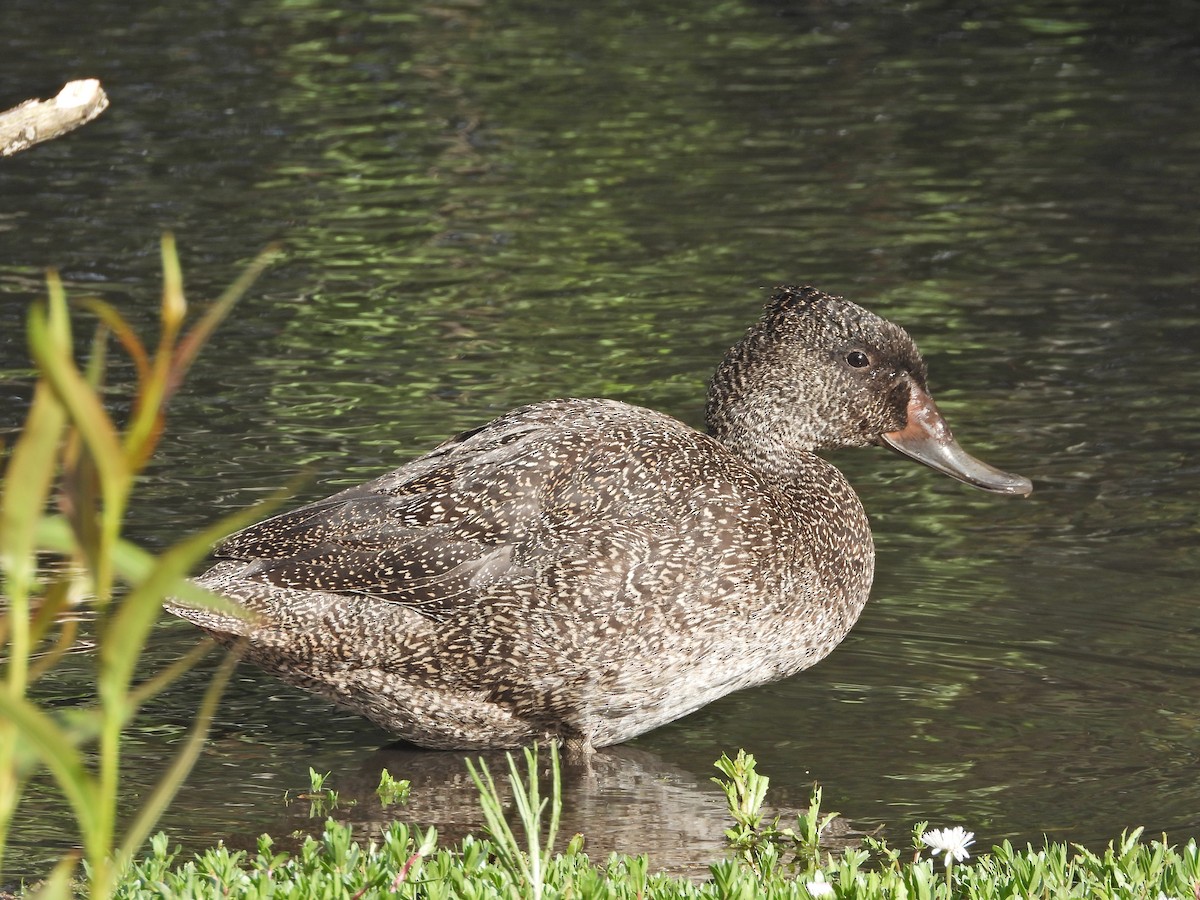 fregneand - ML644721181