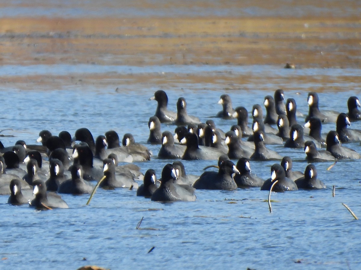 Лиска американська - ML644721182